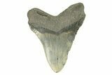 Serrated, Fossil Megalodon Tooth - North Carolina #272807-1